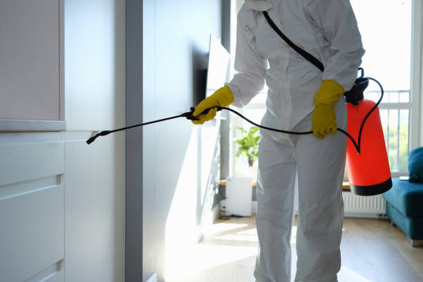 Mold Removal and Inspection in Palos Verdes Estates, CA