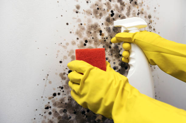 Best Fast Mold Removal  in Palos Verdes Estates, CA