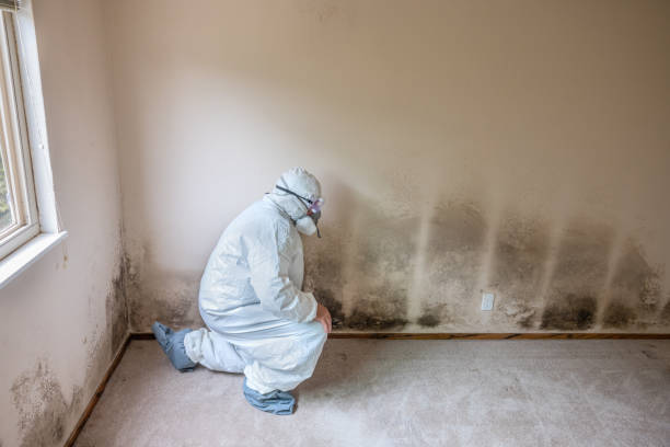 Best Certified Mold Removal  in Palos Verdes Estates, CA