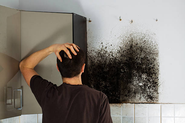 Palos Verdes Estates, CA Mold Removal Company