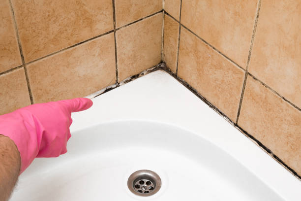 Mold Removal Process in Palos Verdes Estates, CA