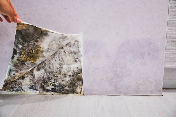 Best Commercial Mold Removal  in Palos Verdes Estates, CA